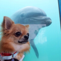 LIMIAペット同好会/ペット/犬/うちの子ベストショット 初めての水族館！
イルカが会いにきてくれ…(2枚目)