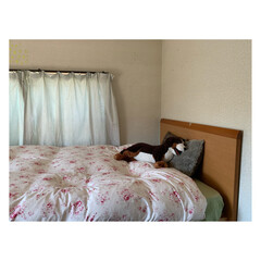 ターナー色彩 オールドウッドワックス アンティークグレー 350ml | ターナー(ワックス)を使ったクチコミ「寝室に撮影用パーテーション
作りました。…」(7枚目)
