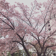 桜/お散歩/フォロー大歓迎/おでかけ/風景 いつかの桜の写真🌸
今年初の桜。
綺麗で…(1枚目)