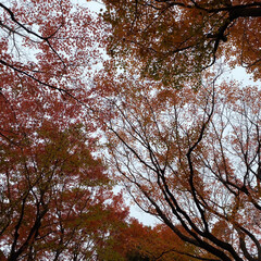 散歩/紅葉/フォロー大歓迎 またまた撮りためた紅葉🍁の写真です💦
近…(8枚目)