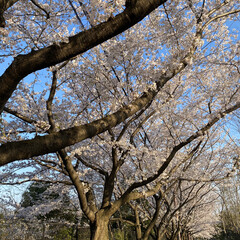 散歩/花見/桜 昨日の散歩🐶
近所の公園に行ってみたら桜…(9枚目)