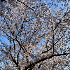 散歩/花見/桜 昨日の散歩🐶
近所の公園に行ってみたら桜…(8枚目)