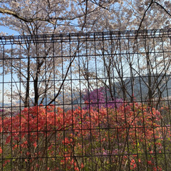 散歩/花見/桜 昨日の散歩🐶
近所の公園に行ってみたら桜…(6枚目)