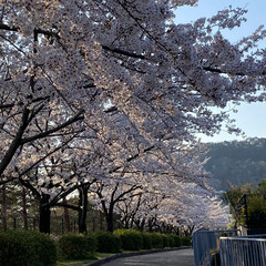 散歩/花見/桜 昨日の散歩🐶
近所の公園に行ってみたら桜…(3枚目)