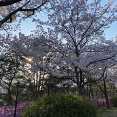 散歩/花見/桜 昨日の散歩🐶
近所の公園に行ってみたら桜…(4枚目)