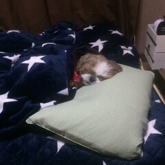 シーズー/ペット/ペット仲間募集/犬/わんこ同好会 枕を使って寝てるのでお布団掛けときますね…(1枚目)