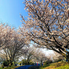 お花見/桜/春のフォト投稿キャンペーン/平成最後の一枚/フォロー大歓迎/春/... 今はもう葉桜になりましたが…
近所の公園…(1枚目)