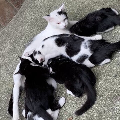 仔猫/猫 近所で産まれた6匹の仔猫達🐈
6匹のお乳…(3枚目)