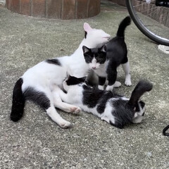 仔猫/猫 近所で産まれた6匹の仔猫達🐈
6匹のお乳…(1枚目)