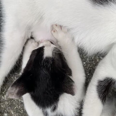 仔猫/猫 近所で産まれた6匹の仔猫達🐈
6匹のお乳…(2枚目)