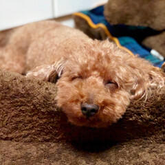 トイプードル/ペット/犬 ニコちゃんマークの寝顔♡
楽しい夢をみて…(1枚目)