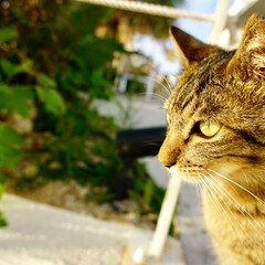沖縄/猫/ペット/おでかけ 沖縄の野良猫ちゃんです。ウミカジテラスに…(1枚目)