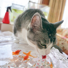 金魚/猫/ペット 旦那さんの実家猫ちゃんと金魚すくいですく…(1枚目)