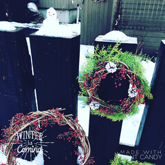 ツルウメモドキ/リース/グリーン/DIY/ハンドメイド 冬 玄関にハンドメイドリースを飾った風景…(1枚目)
