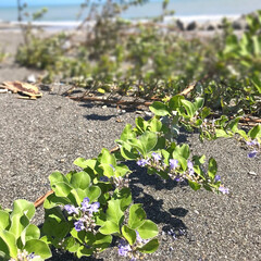 水平線/ハマゴウ/海/太平洋 子ども達と海へぶらり。
ハマゴウの花が咲…(2枚目)