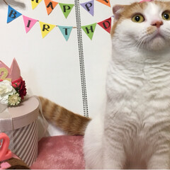 可愛い猫/2歳/お誕生日/スコテッシュフォールド/ペット にこるhappy birthday 🎂
…(2枚目)