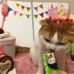 可愛い猫/2歳/お誕生日/スコテッシュフォールド/ペット にこるhappy birthday 🎂
…(3枚目)