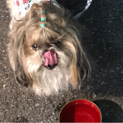 「雨じゃなかった暑い日に看板犬しました」(5枚目)