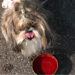 「雨じゃなかった暑い日に看板犬しました」(4枚目)