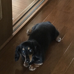 動物/ワンコ/ペット/ミニチュアダックス 我が家の愛犬ナナ!
今年もうすぐ16歳を…