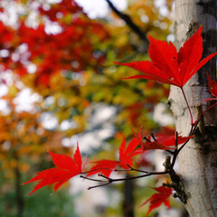 紅葉/秋/風景 燃える秋の葉。(1枚目)