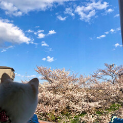 スイセン/水仙/お花見/さくら/桜/猫のいる暮らし/... 近所の公園の桜並木🌸
毎年、見頃にライト…(3枚目)