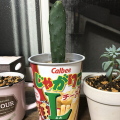 お菓子鉢/じゃがりこ/ウチワサボテン/植中毒/タニラー/多肉男子/... 台風去ったと思ったら北海道で大きな地震😰…