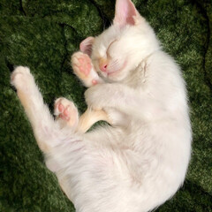 甘えん坊さん/おやすみなさい/寝てる猫/テト/白ねこ/保護猫/... テトの寝姿、第5弾！

小さい時の写真、…(7枚目)