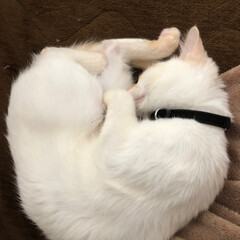 甘えん坊さん/おやすみなさい/寝てる猫/テト/白ねこ/保護猫/... テトの寝姿、第2弾！

1枚目の写真は私…(3枚目)