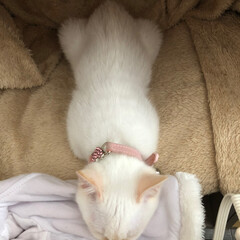 甘えん坊さん/おやすみなさい/寝てる猫/テト/白ねこ/保護猫/... テトの寝姿、第3弾！

すっかり仔猫にな…(8枚目)