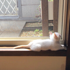 棚/ベランダ/きらきら/日向ぼっこ/白猫/子猫/... 日向ぼっこするテトの白い毛がきらきらして…(2枚目)