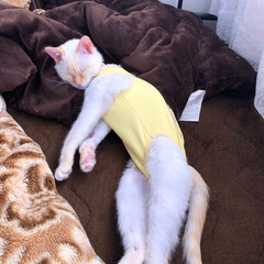 おやすみなさい/寝てる猫/テト/白ねこ/保護猫/令和元年フォト投稿キャンペーン/... テトの寝姿、第1弾！

少しずつ時を遡り…(5枚目)