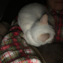 甘えん坊さん/おやすみなさい/寝てる猫/テト/白ねこ/保護猫/... テトの寝姿、第2弾！

1枚目の写真は私…(9枚目)
