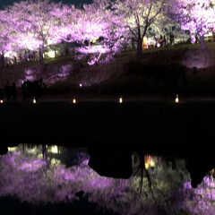 デート/紫陽花/令和元年フォト投稿キャンペーン/至福のひととき/おでかけ/風景/... 桜並木が素晴らしい公園として地元では有名…(8枚目)