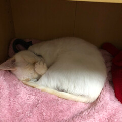 甘えん坊さん/おやすみなさい/寝てる猫/テト/白ねこ/保護猫/... テトの寝姿、第2弾！

1枚目の写真は私…(2枚目)