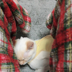 おやすみなさい/寝てる猫/テト/白ねこ/保護猫/令和元年フォト投稿キャンペーン/... テトの寝姿、第1弾！

少しずつ時を遡り…(4枚目)