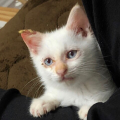 子猫/白猫/青い目/赤い目/ペット/猫 テトの目は赤い時と青い時があります。
白…(2枚目)