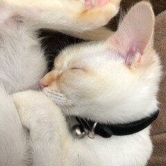 甘えん坊さん/おやすみなさい/寝てる猫/テト/白ねこ/保護猫/... テトの寝姿、第2弾！

1枚目の写真は私…(4枚目)