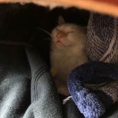 甘えん坊さん/おやすみなさい/寝てる猫/テト/白ねこ/保護猫/... テトの寝姿、第5弾！

小さい時の写真、…(5枚目)