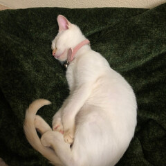 甘えん坊さん/おやすみなさい/寝てる猫/テト/白ねこ/保護猫/... テトの寝姿、第3弾！

すっかり仔猫にな…(5枚目)