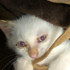 子猫/白猫/青い目/赤い目/ペット/猫 テトの目は赤い時と青い時があります。
白…(1枚目)