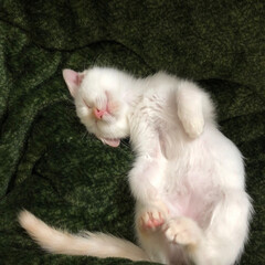 甘えん坊さん/おやすみなさい/寝てる猫/テト/白ねこ/保護猫/... テトの寝姿、第5弾！

小さい時の写真、…(8枚目)