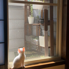 棚/ベランダ/きらきら/日向ぼっこ/白猫/子猫/... 日向ぼっこするテトの白い毛がきらきらして…(1枚目)