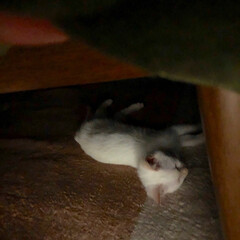 甘えん坊さん/おやすみなさい/寝てる猫/テト/白ねこ/保護猫/... テトの寝姿、第5弾！

小さい時の写真、…(3枚目)