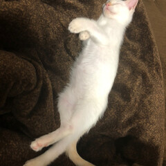 甘えん坊さん/おやすみなさい/寝てる猫/テト/白ねこ/保護猫/... テトの寝姿、第5弾！

小さい時の写真、…(9枚目)