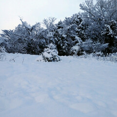 散歩/冬/暮らし たった1日で、平地で10センチ以上の積雪…(2枚目)