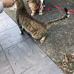 散歩/猫/犬/ミニチュアダックス 裏のお家の猫が遊びにきました。
うちのワ…(2枚目)