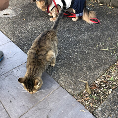 散歩/猫/犬/ミニチュアダックス 裏のお家の猫が遊びにきました。
うちのワ…(3枚目)