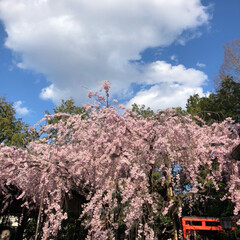 桜散策/LIMIAおでかけ部/おでかけ/風景/春の一枚/京都/... 春の一枚🌸
まだまだ冷え込み厳しいですが…(2枚目)