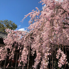 桜散策/LIMIAおでかけ部/おでかけ/風景/春の一枚/京都/... 春の一枚🌸
まだまだ冷え込み厳しいですが…(1枚目)